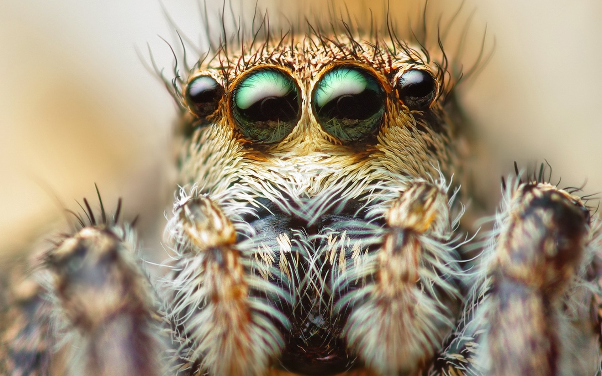 araignée yeux poils gros plan