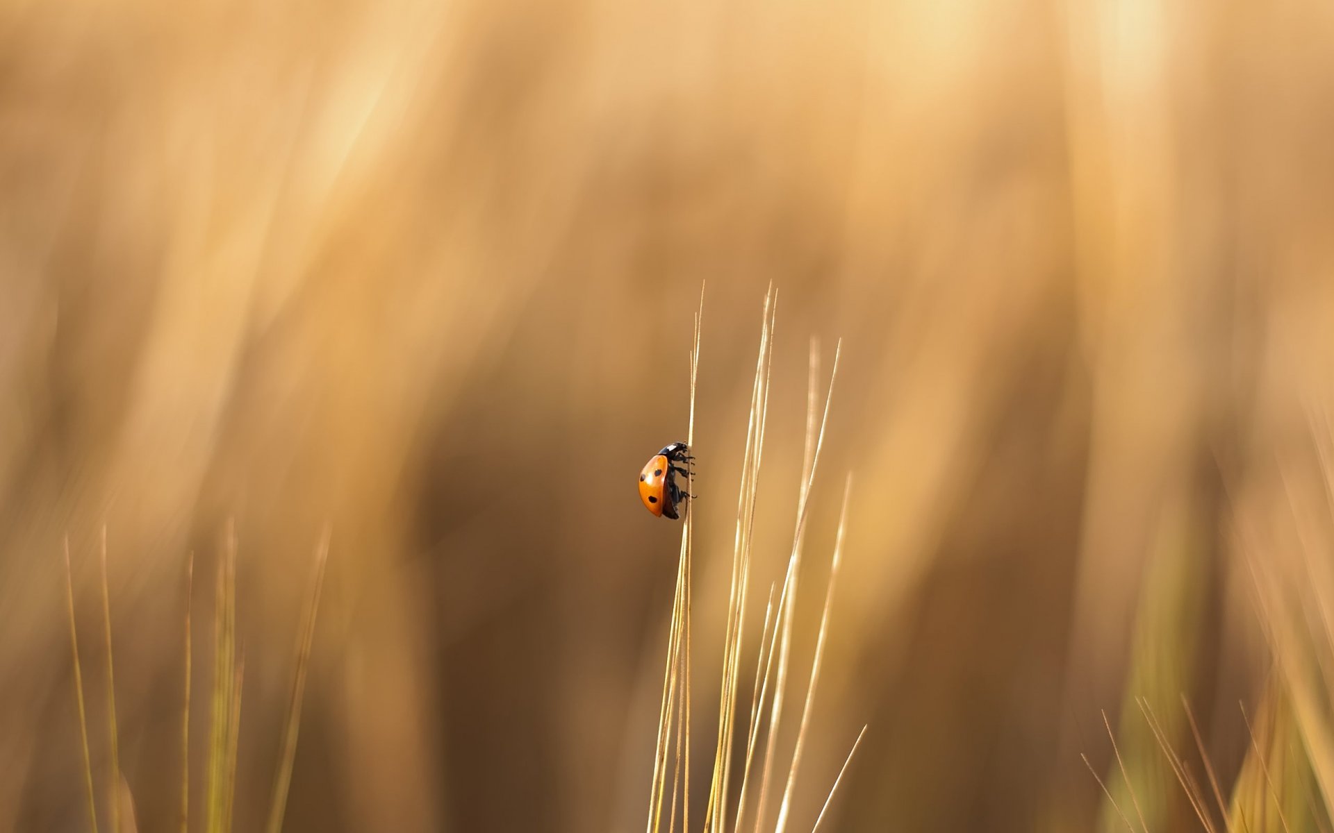 grass ladybug creep