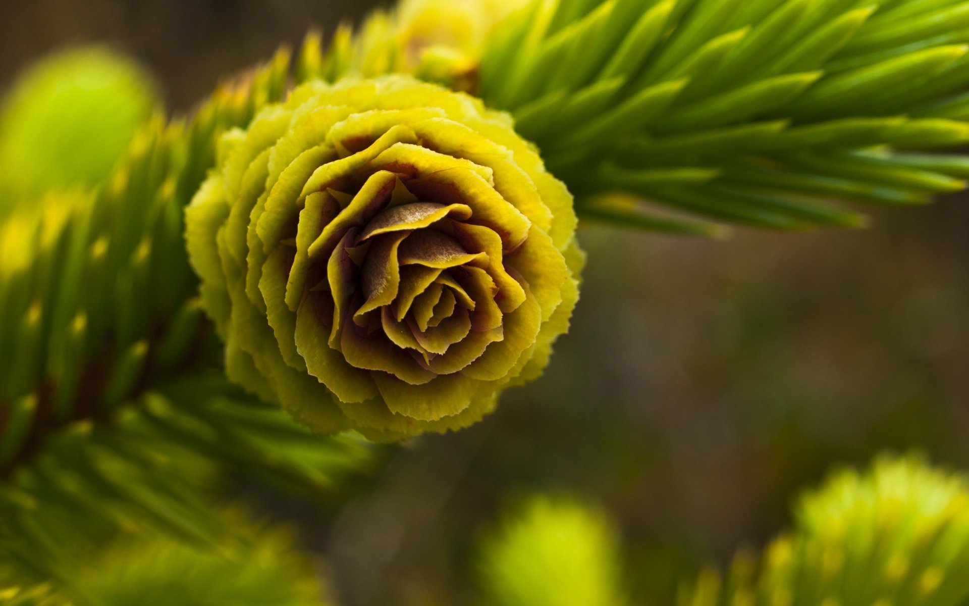 fleur branche verdure aiguilles