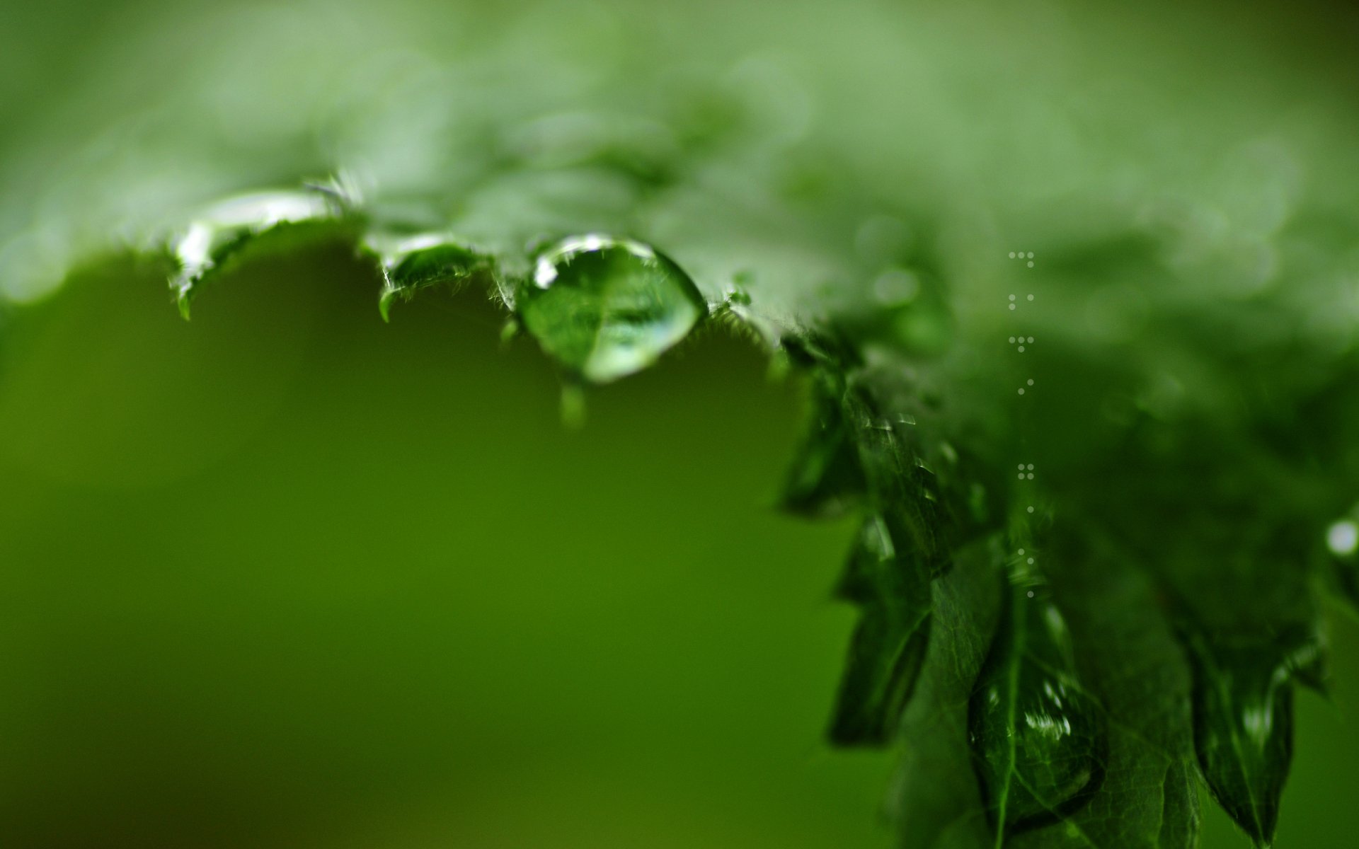 feuille gouttes verts