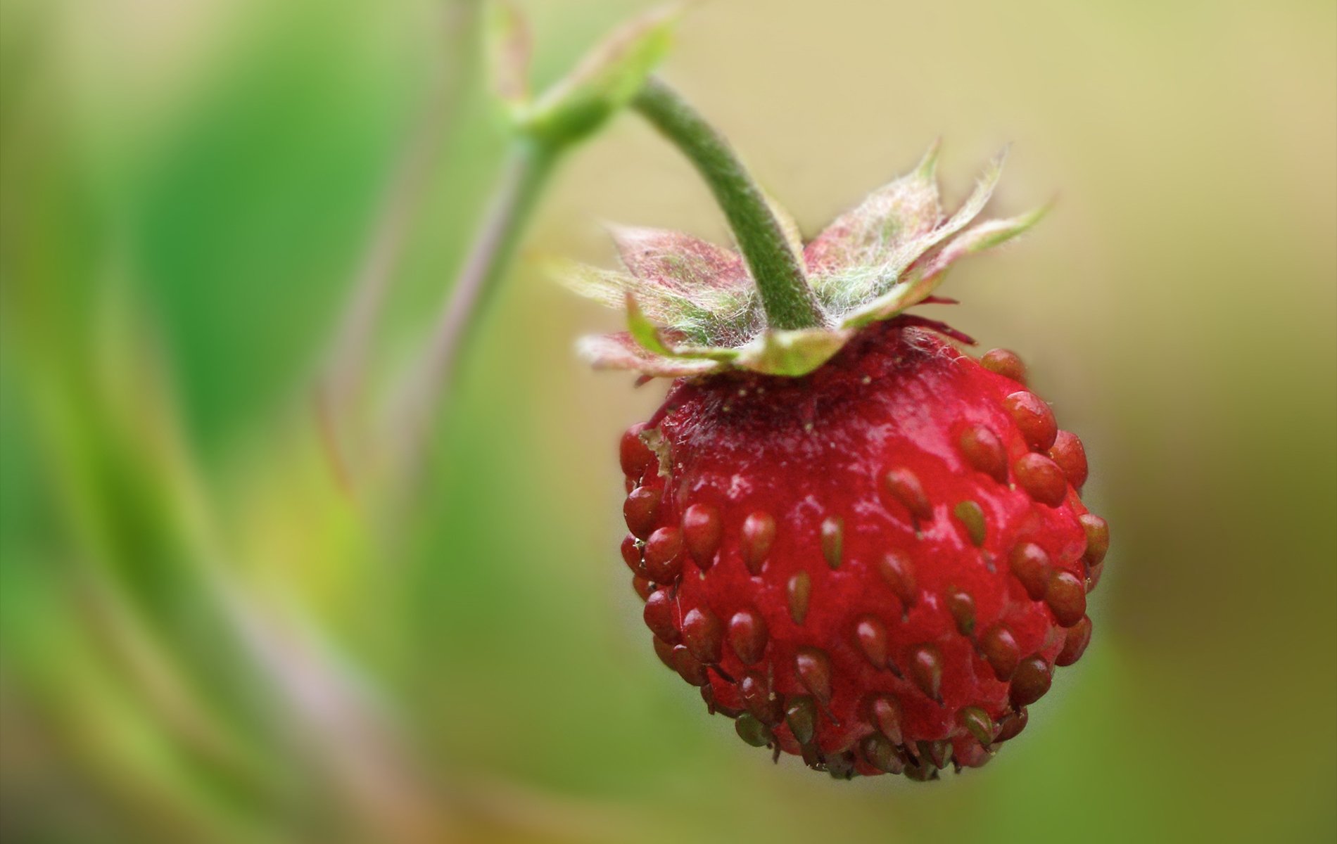 trawberry one hanging