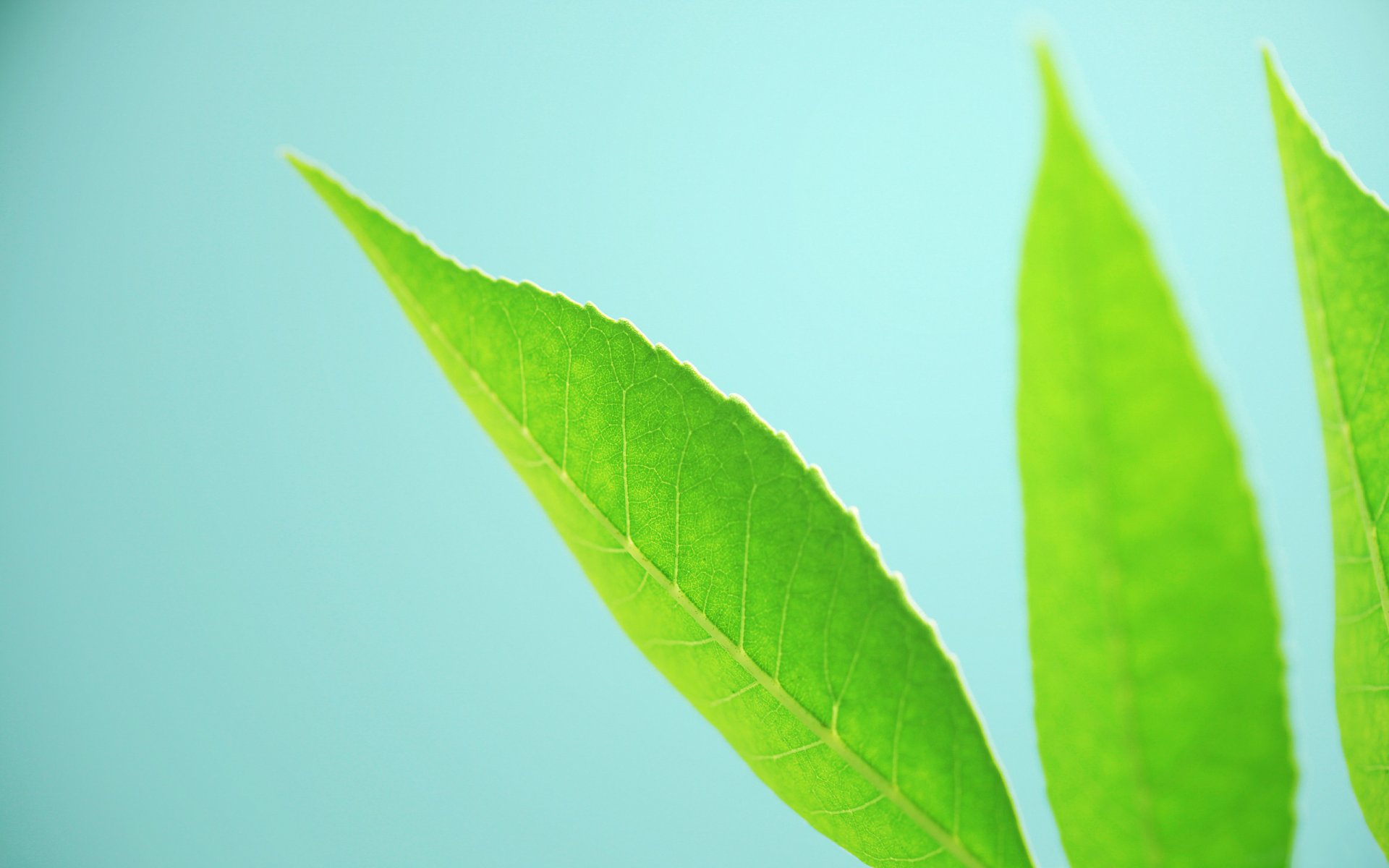 background close up leaves beauty