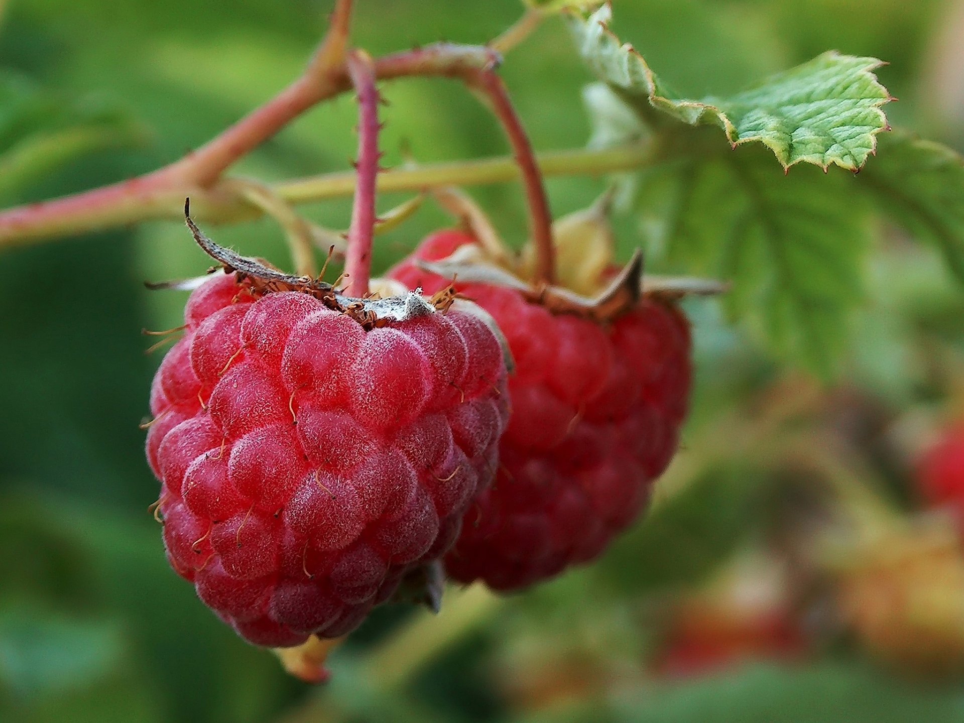 framboise buisson feuilles baie