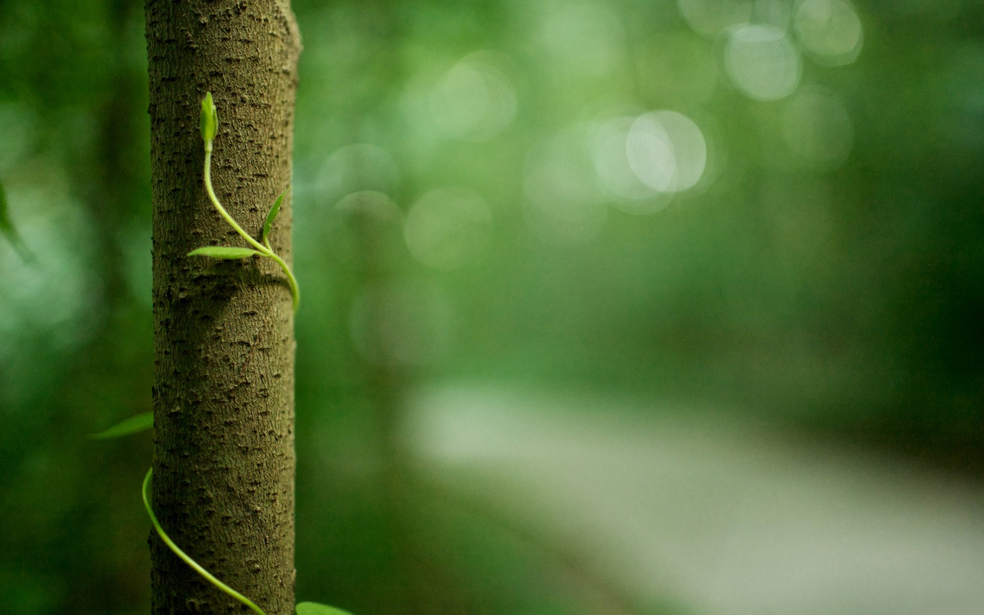 natura drzewa pień liście rośliny zieleń życie makro kora las rezerwat drzewa zielony makro zdjęcie