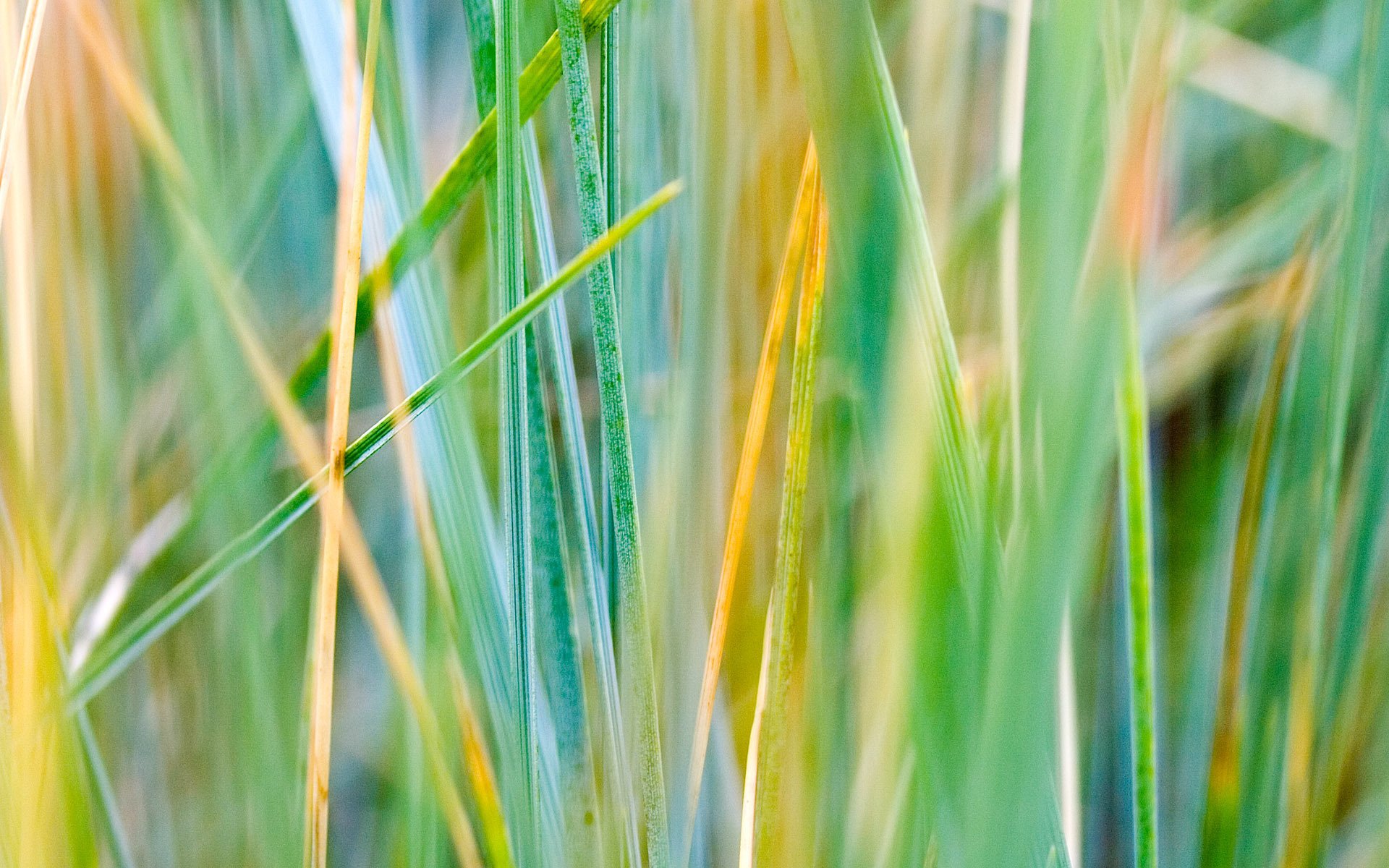 herbe verdure multicolore automne