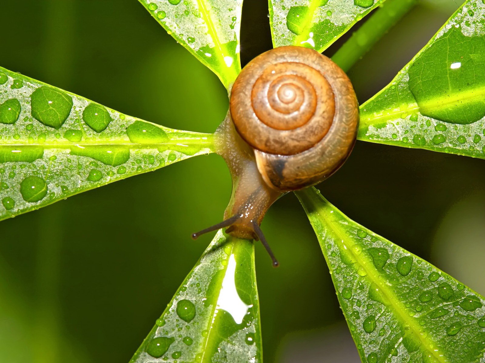 caracol hoja gota