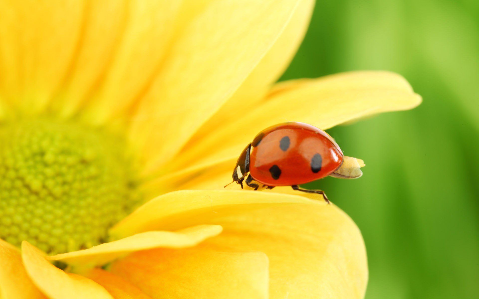 girasol naturaleza macro