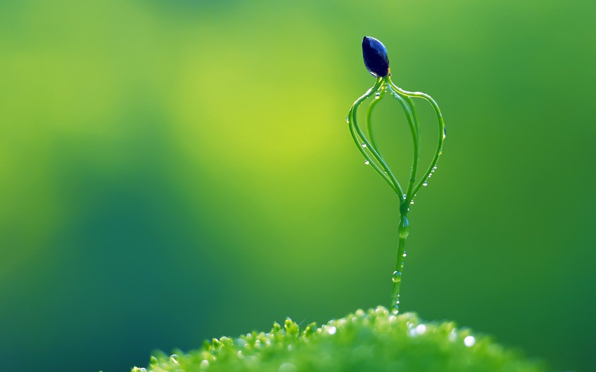 pousse vert rosée