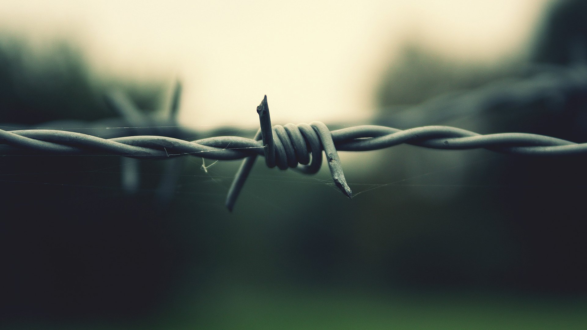 barbed wire web thorn