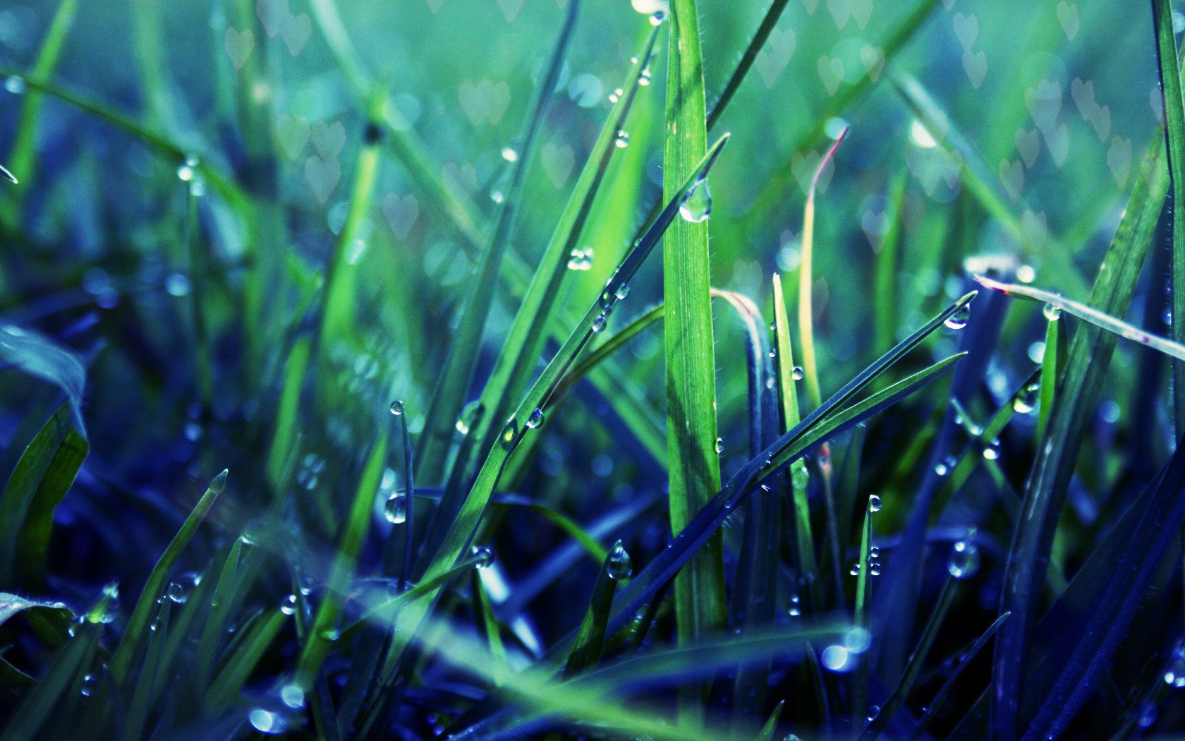 close up grass turf green drops rosa