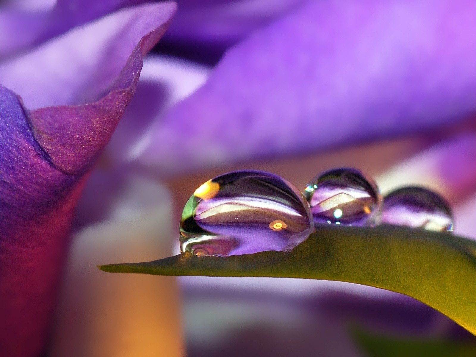 gotas flor naturaleza reflexión