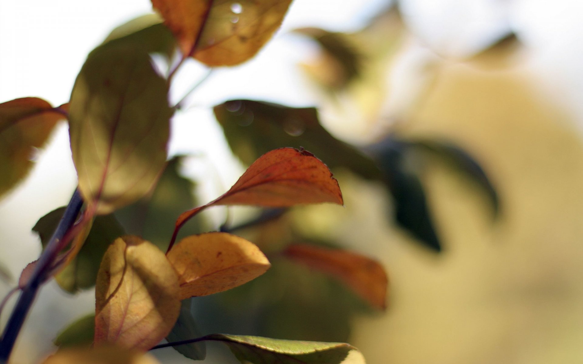 tree nature leaves branche