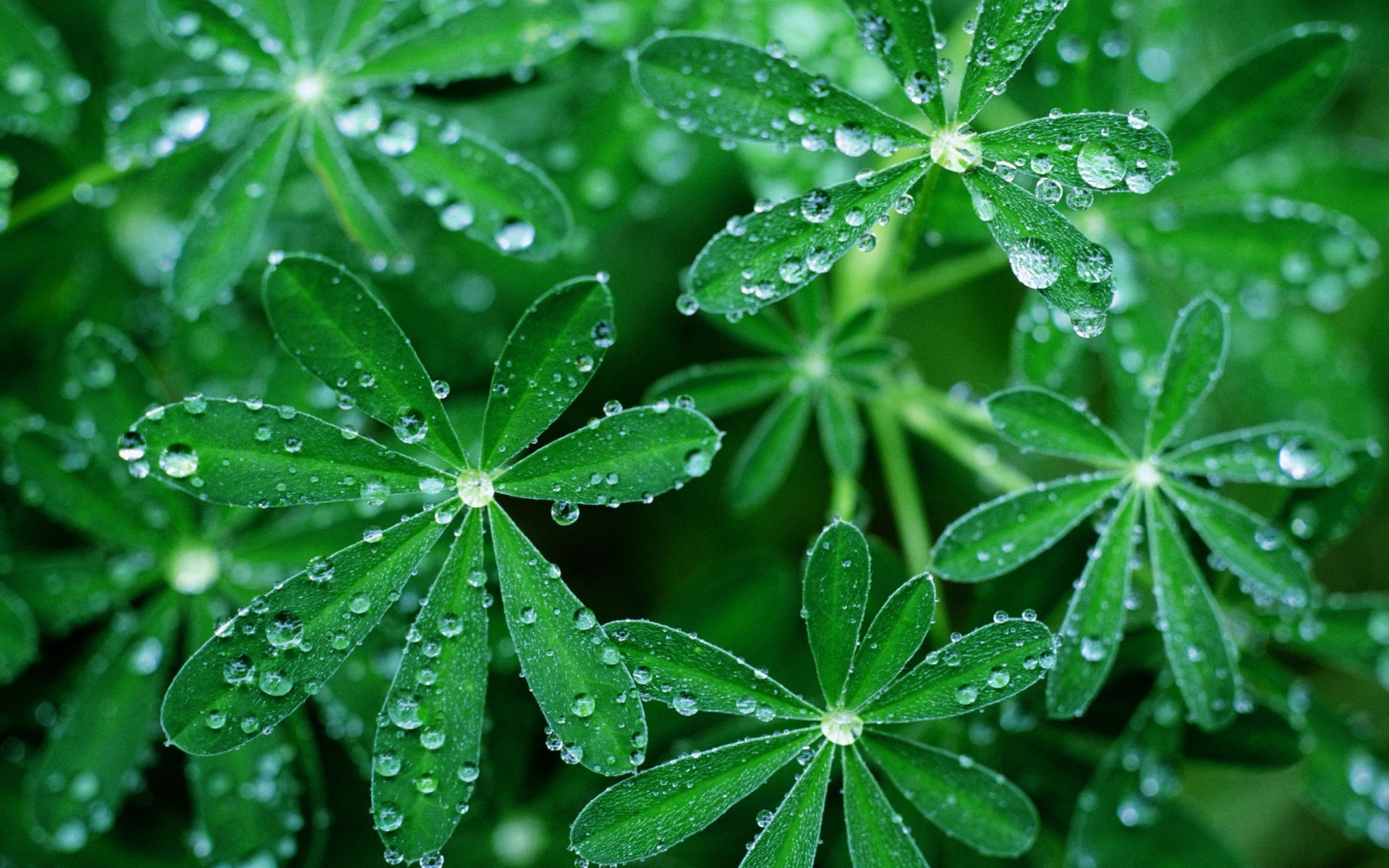 herbe parapluies gouttes rossa verdure