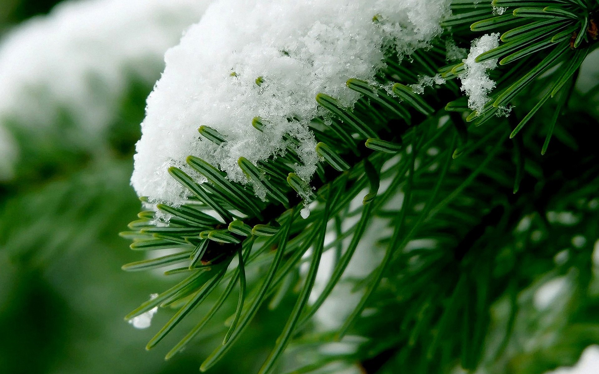 forest needles branch snow winter close up