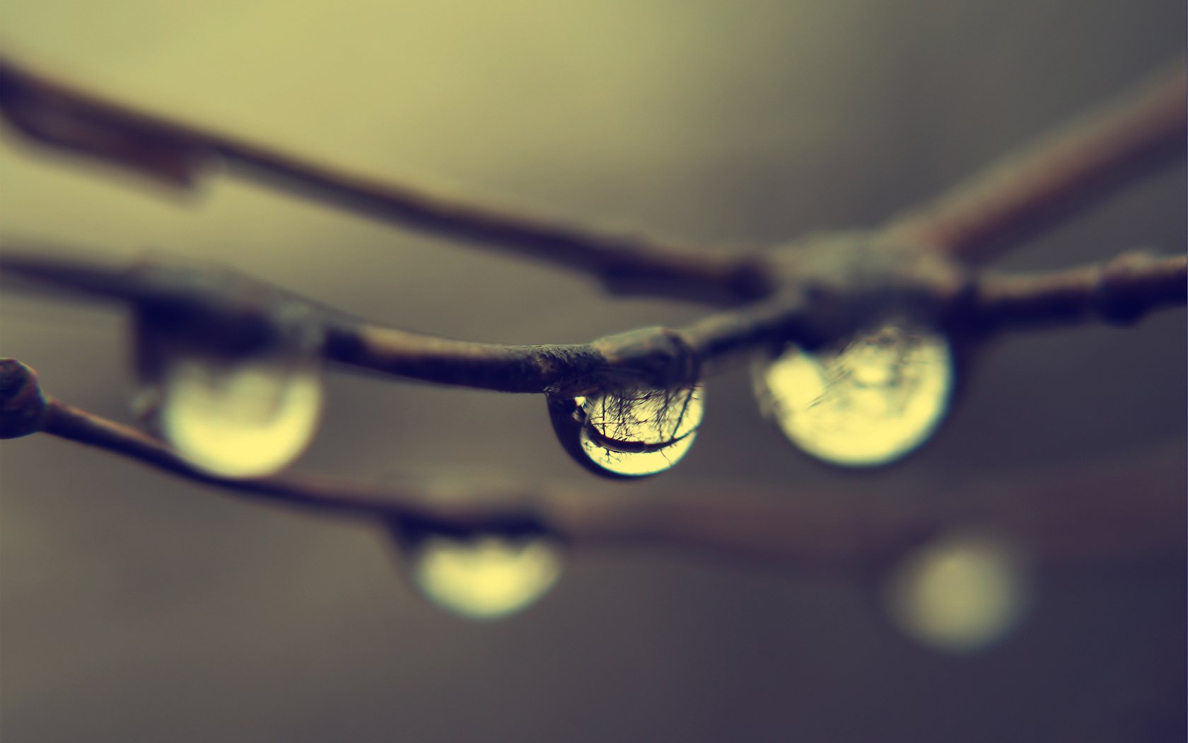 branches rain drops reflection