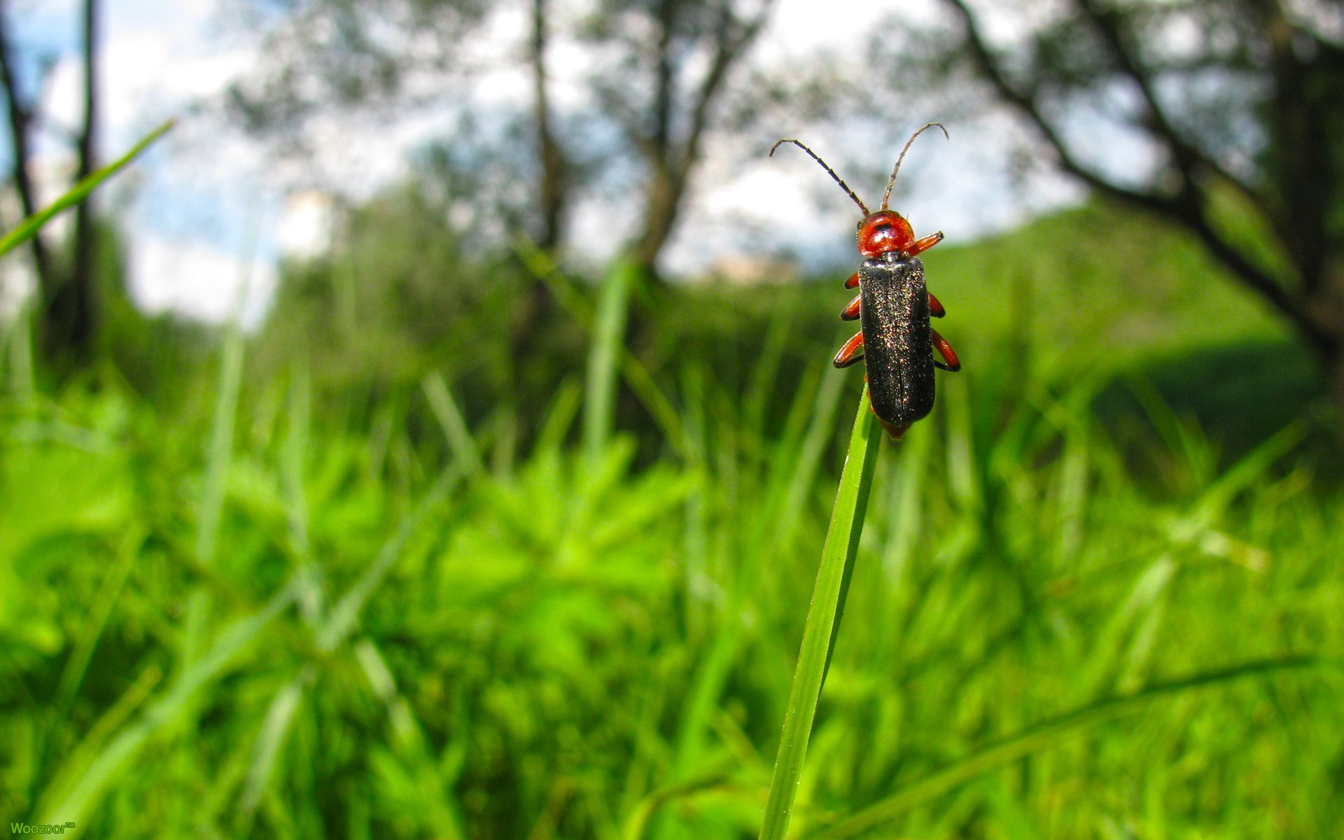 chrząszcz natura trawa niebo chmury makro owad