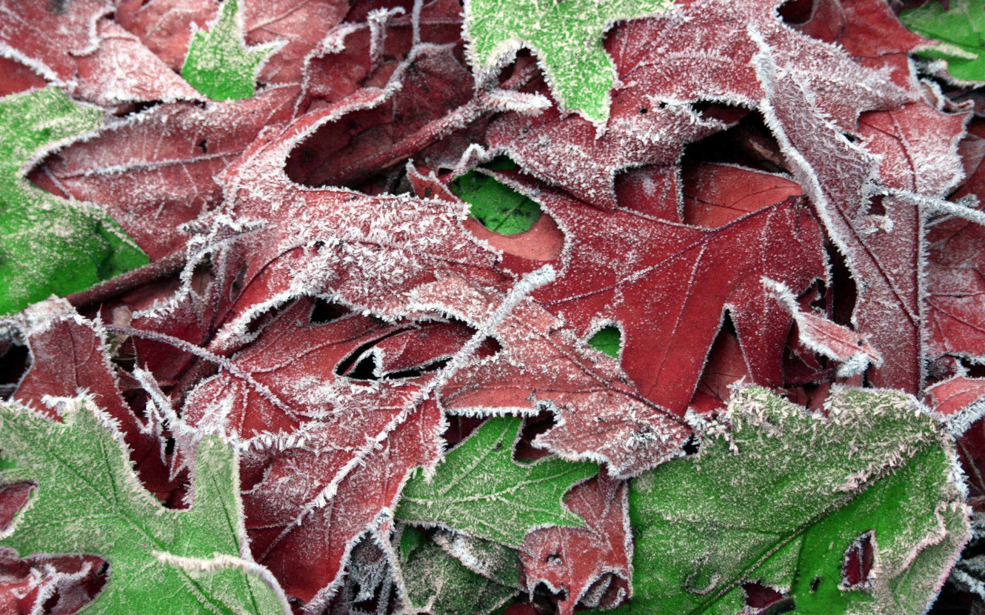 blättern makro herbst