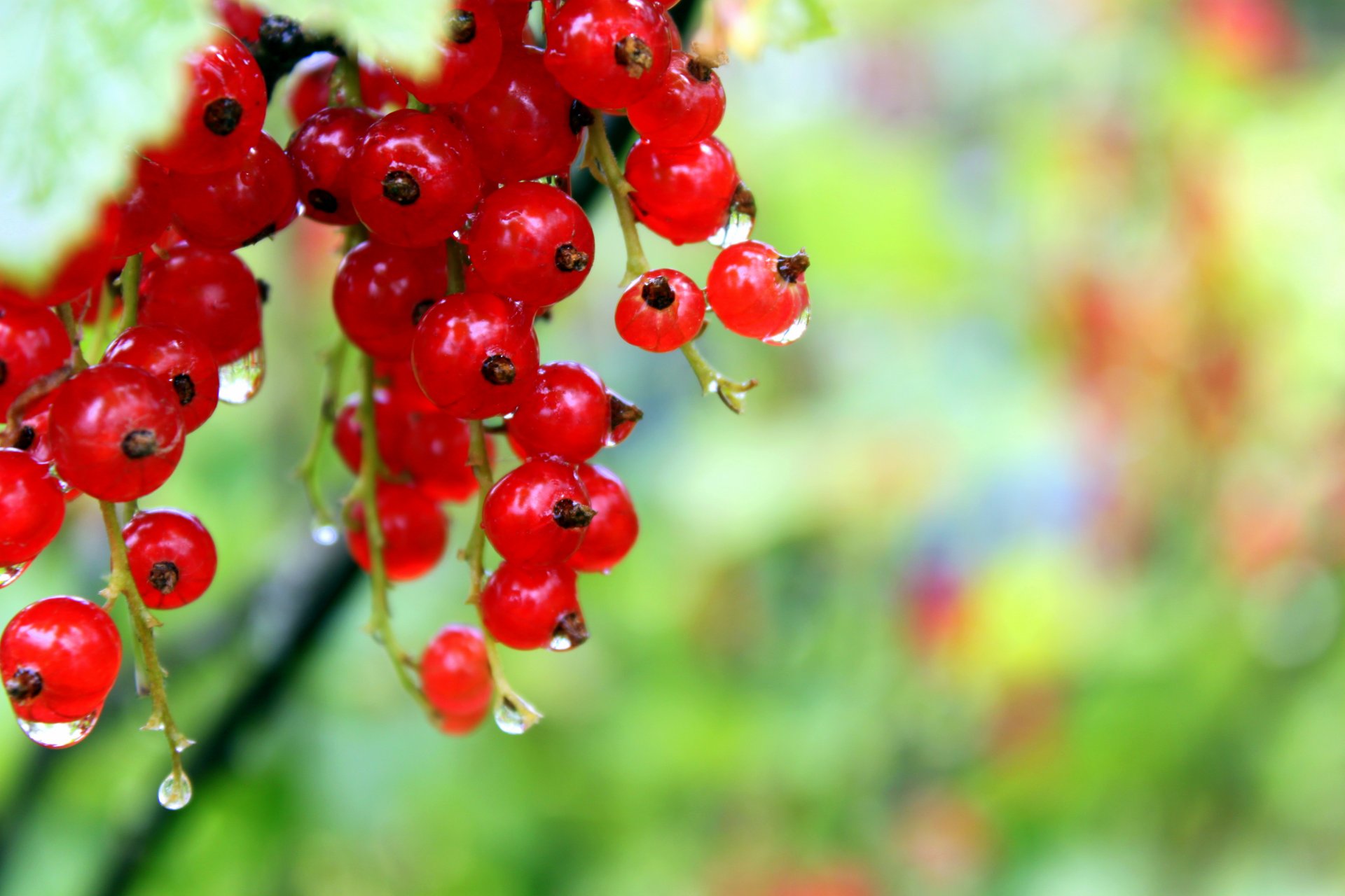 baies rossa rouge