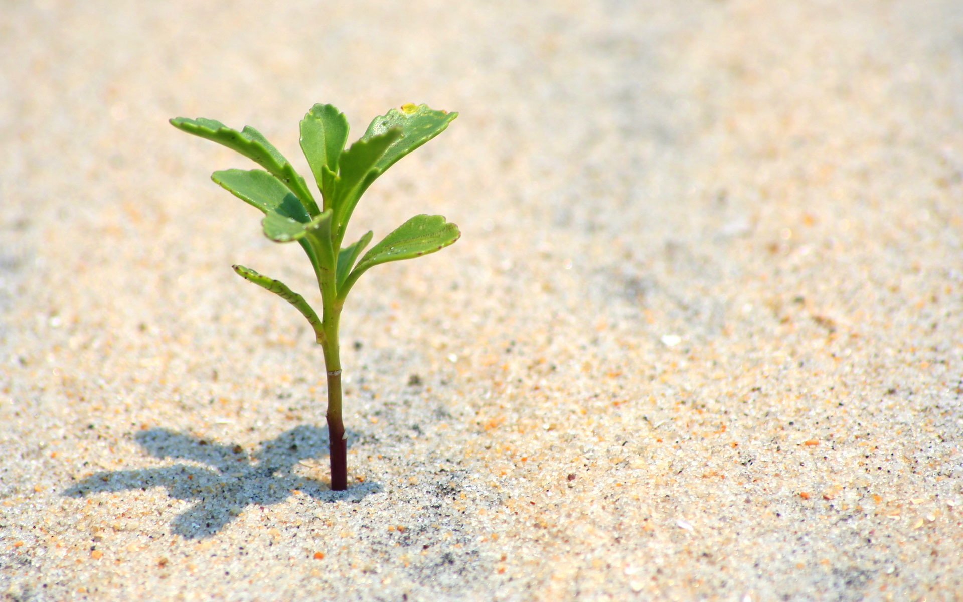 nahaufnahme strand sand raspeln pflanze leben natur lebendig allein blätter sand