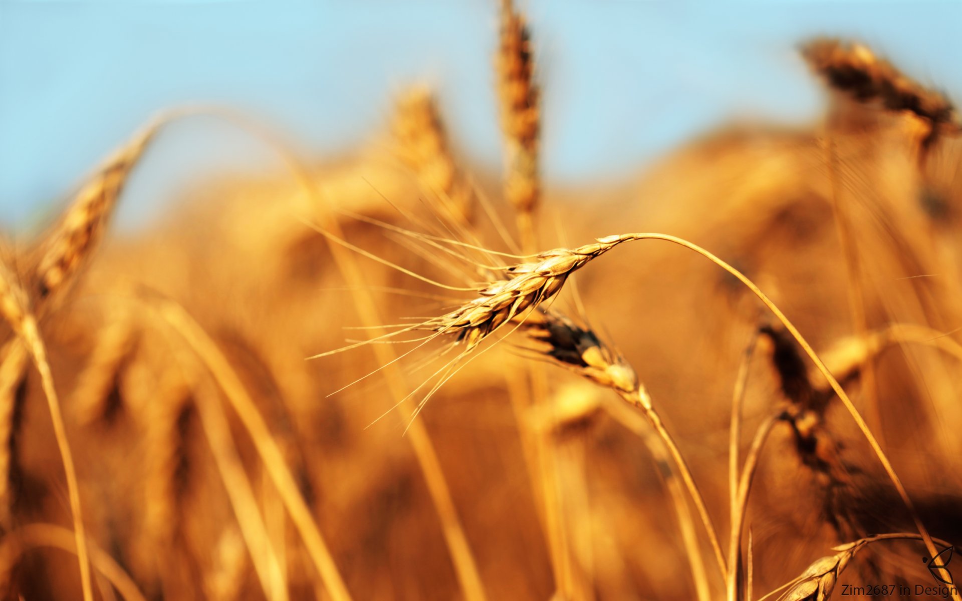 orecchio campo pane grano