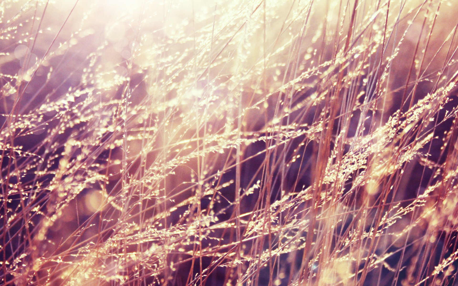 herbe gouttes rosée matin lumière