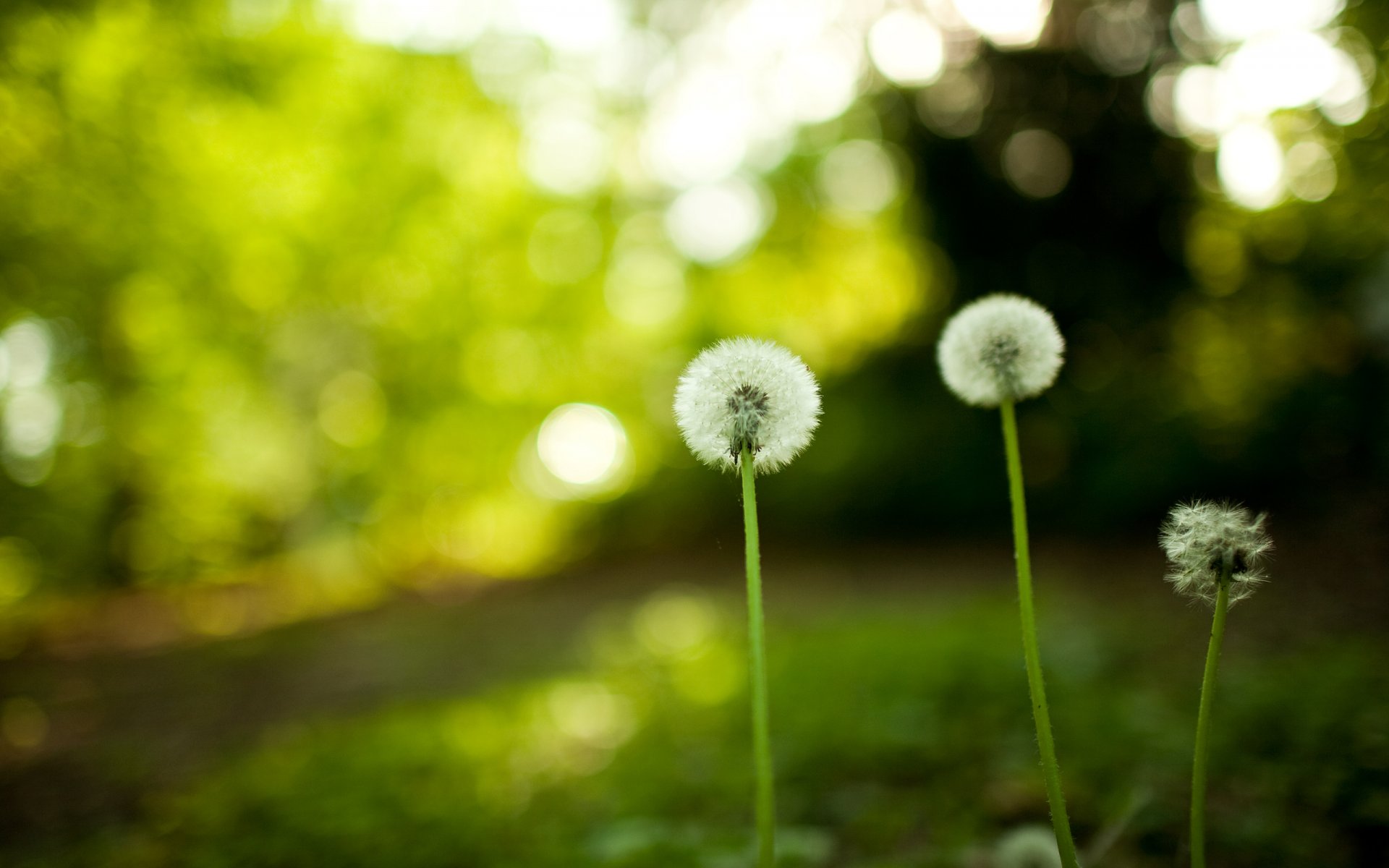 pissenlits nature fleurs