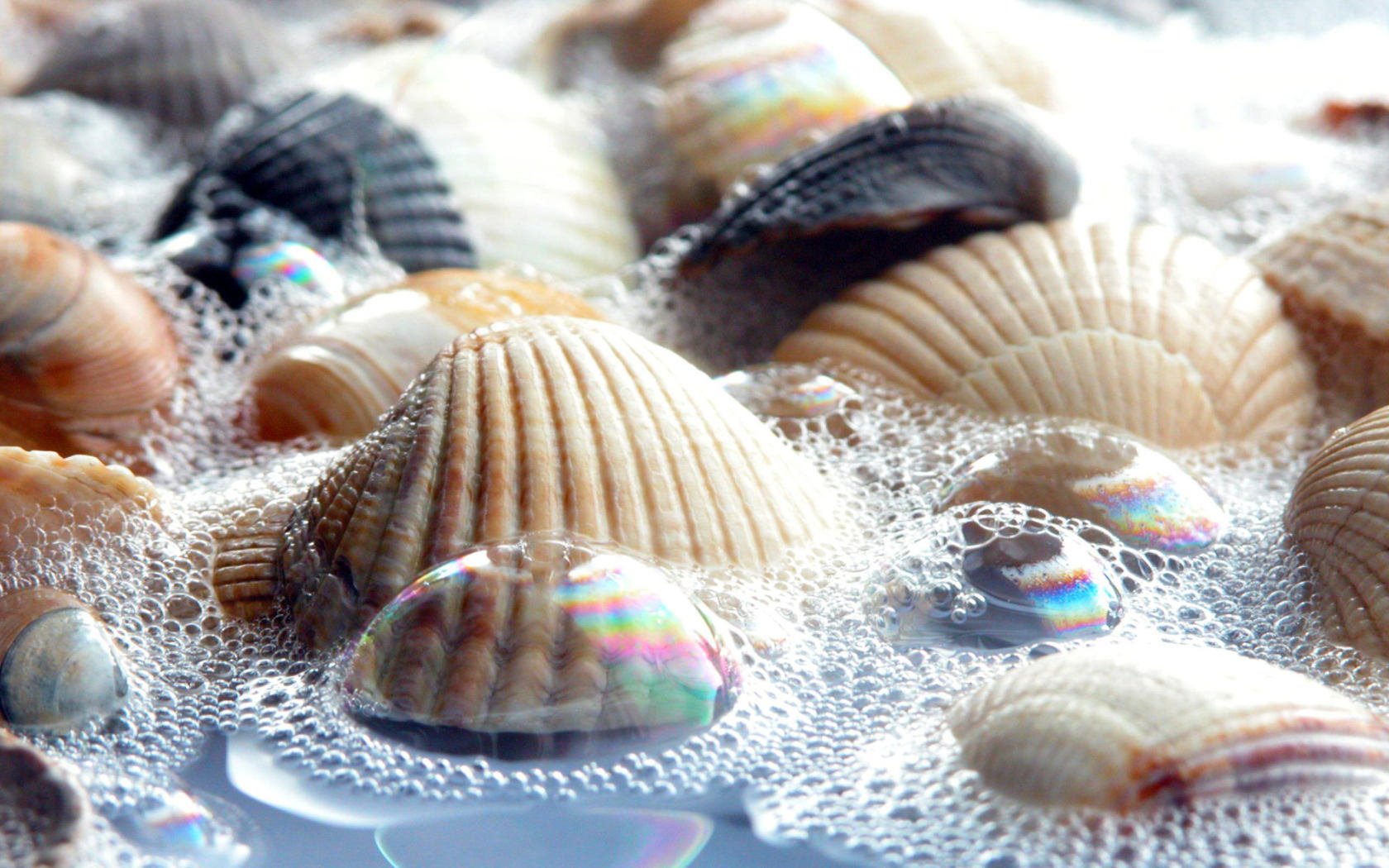 muscheln wasser schaum