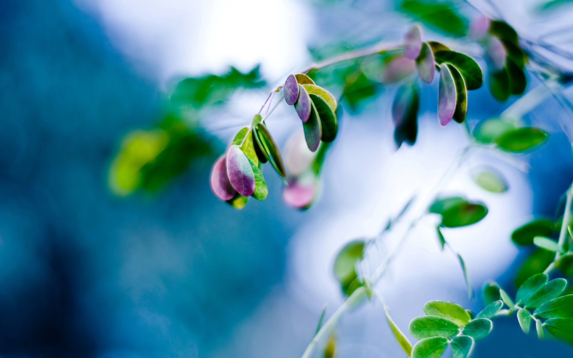 plant branch leaves close up