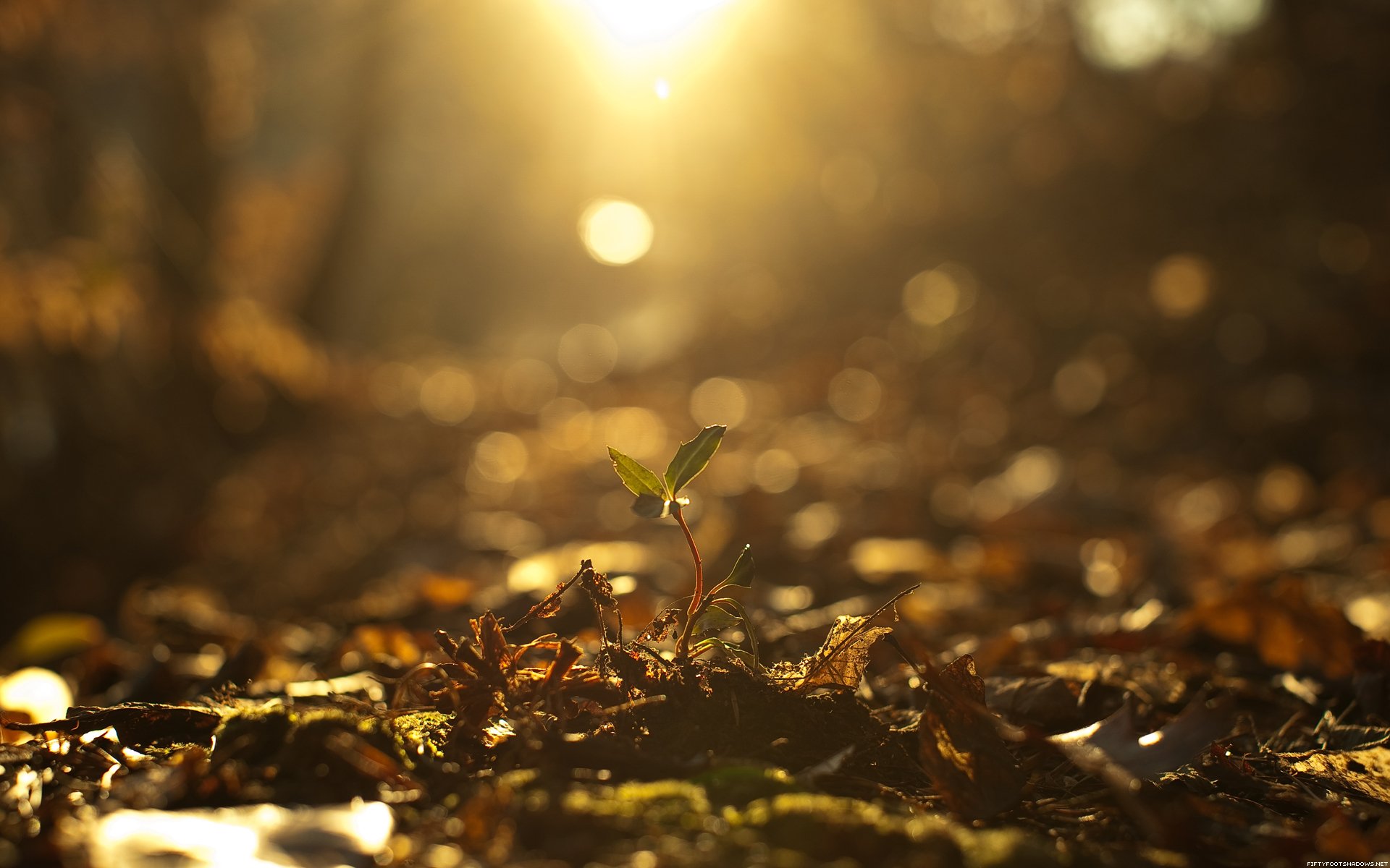 brote luz otoño