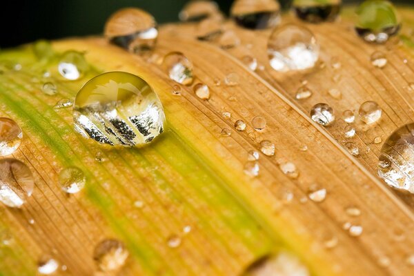 Gotas de rocío en una hoja amarilla