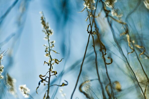 Gras auf blauem Hintergrund