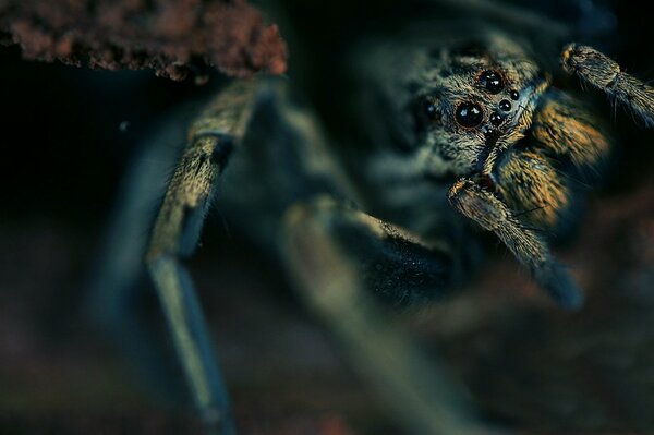 Macro photography spider waiting for prey