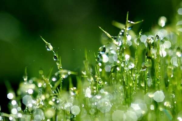 Foto aproximada de gotas de rocío sobre hierba verde