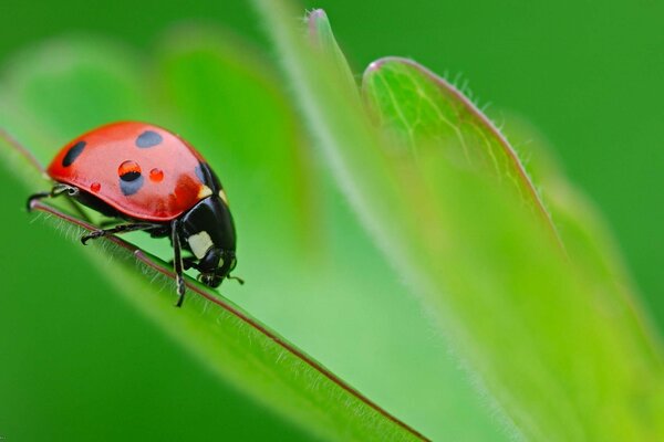 Ladybug crawling along the stem