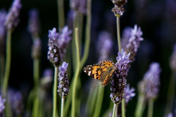 Lavynda flowers with a butterfly