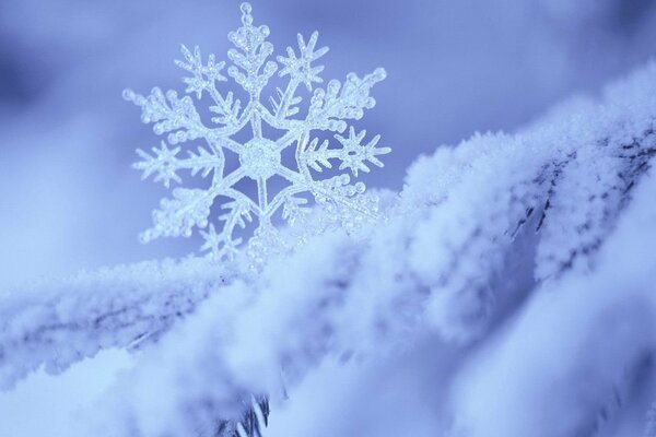 Große Schneeflocke auf einem Tannenzweig