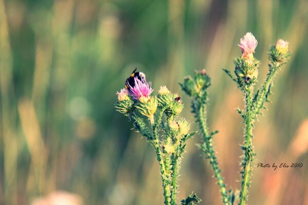 Eine Hummel, die auf einer Klettenblüte sitzt