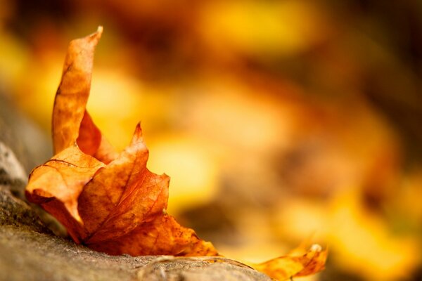 Foto macro de una hoja seca en otoño