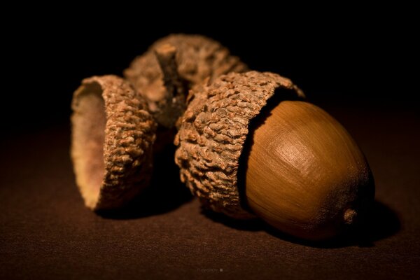 Brown acorns on a brown background