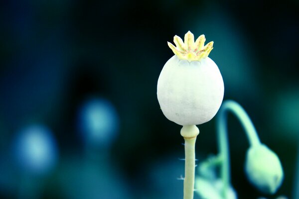 Poppy box in macro shooting