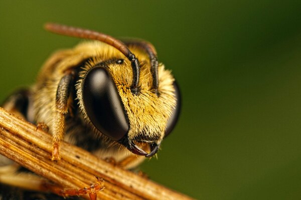 Abeja en busca de plantas frescas