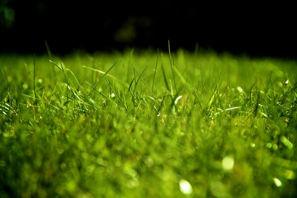 Lawn with green grass in dew