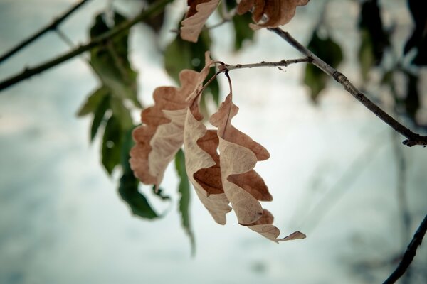 A twig with dried oak leaves