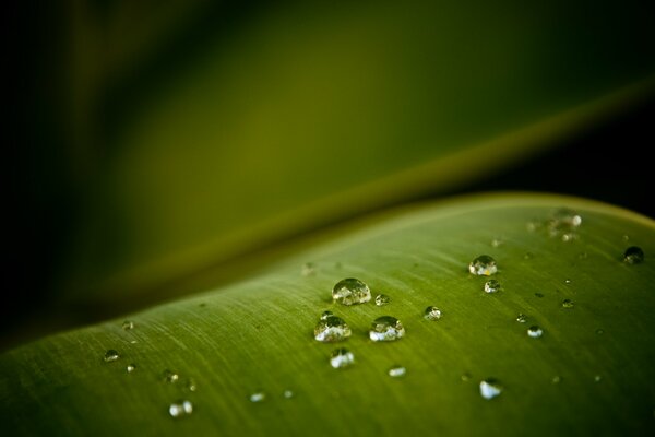 Unas gotas en una hoja verde