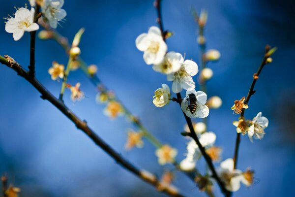 Image of a bee in apple blossoms