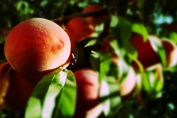 Ripe peaches in the sun