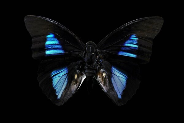 Beautiful butterfly on a black background