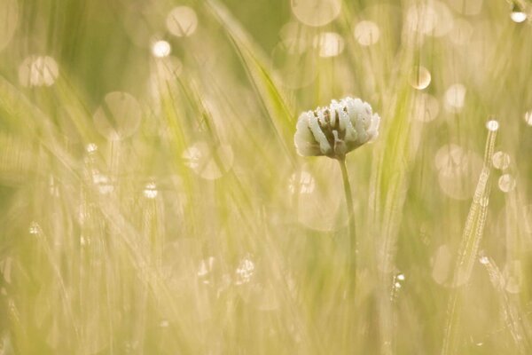 Fleur dans la lumière du matin