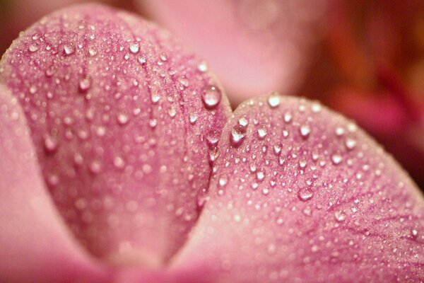 Dew drops on the petals of a delicate flower