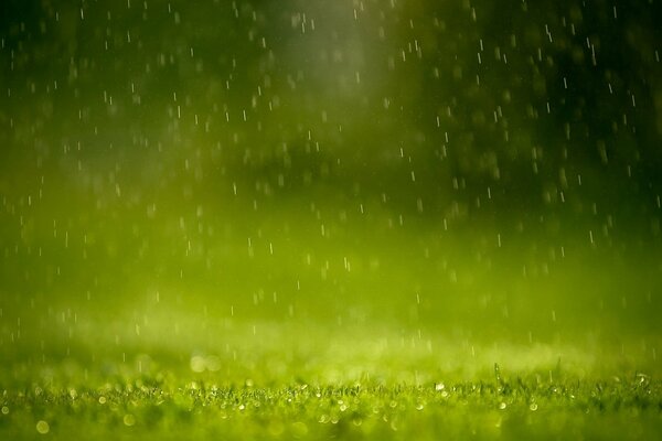 Raindrops falling on the grass
